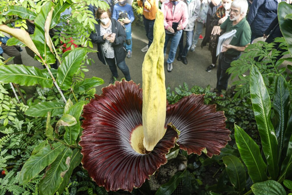 A înflorit planta cu miros de cadavru pentru prima dată în 4 ani, în Varșovia. Oamenii se înghesuie să o vadă și să o fotografieze