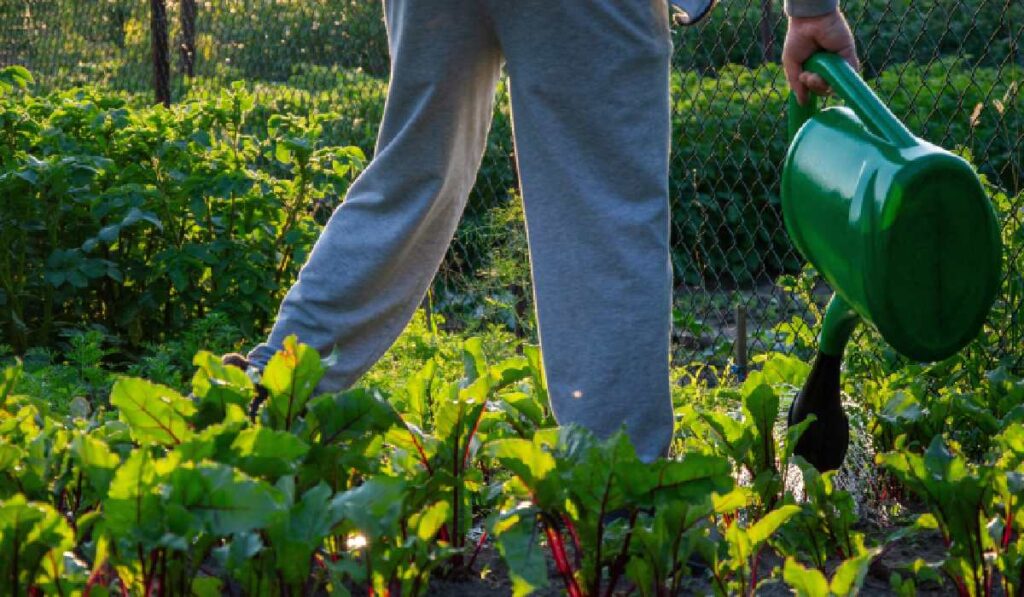 O persoană udă cu o stropitoare mai multe plante de sfeclă într-o grădină