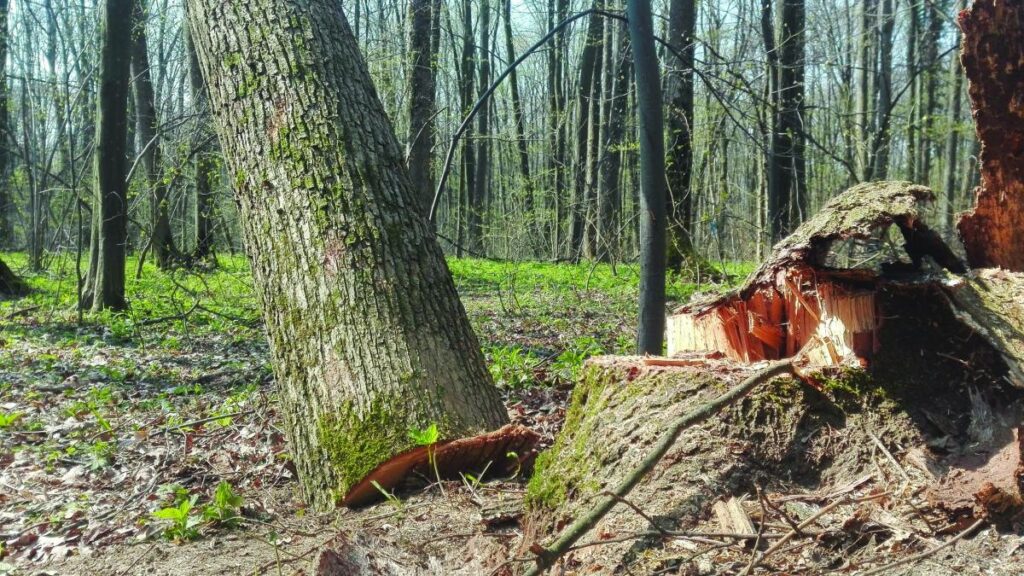USR propune amenzi până la 5.000 de lei pentru tăierea ilegală a arborilor, plantările în compensare, obligatorii
