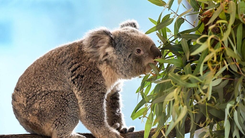 Australia aprobă primul vaccin din lume pentru a combate epidemia de Chlamydia la koala