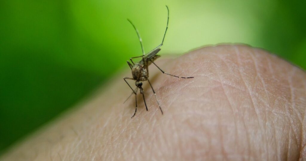 Crește numărul cazurilor de infecție cu virusul West Nile în România. Avertismentul autorităților