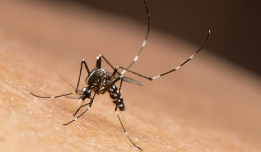 Imaginea este un prim-plan al unui țânțar care stă pe pielea unei persoane. Insecta are corpul și picioarele subțiri, cu un model distinctiv de dungi albe și negre. Picioarele lungi și antenele sunt clar vizibile, iar trompa sa este îndreptată spre suprafața pielii. Fotografia este focalizată pe țânțar, în timp ce pielea din fundal este estompată.