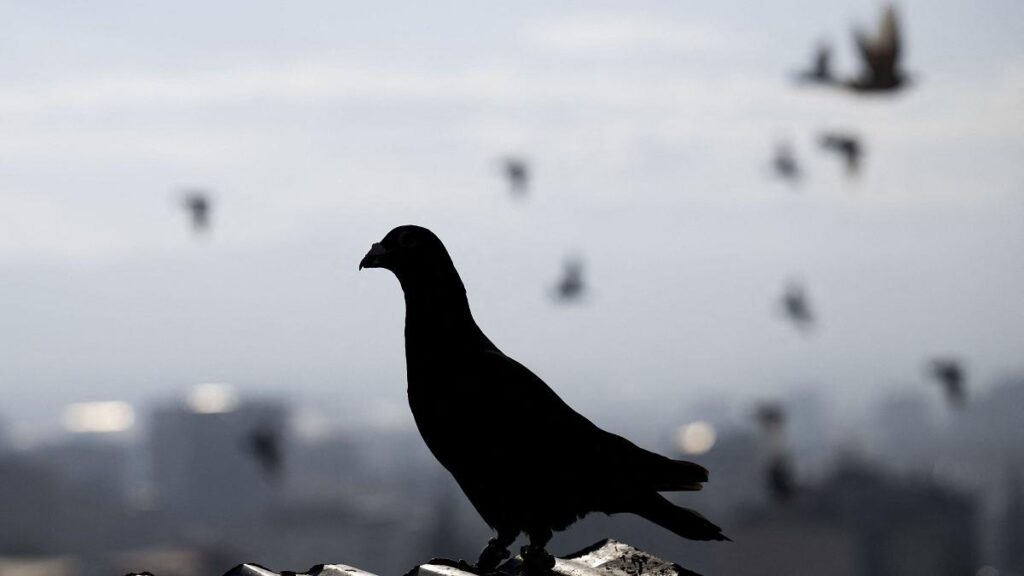 Dosar penal la Iași după ce o femeie ar fi prins și mâncat un porumbel Dosar penal la Iași după ce o femeie ar fi prins și mâncat un porumbel