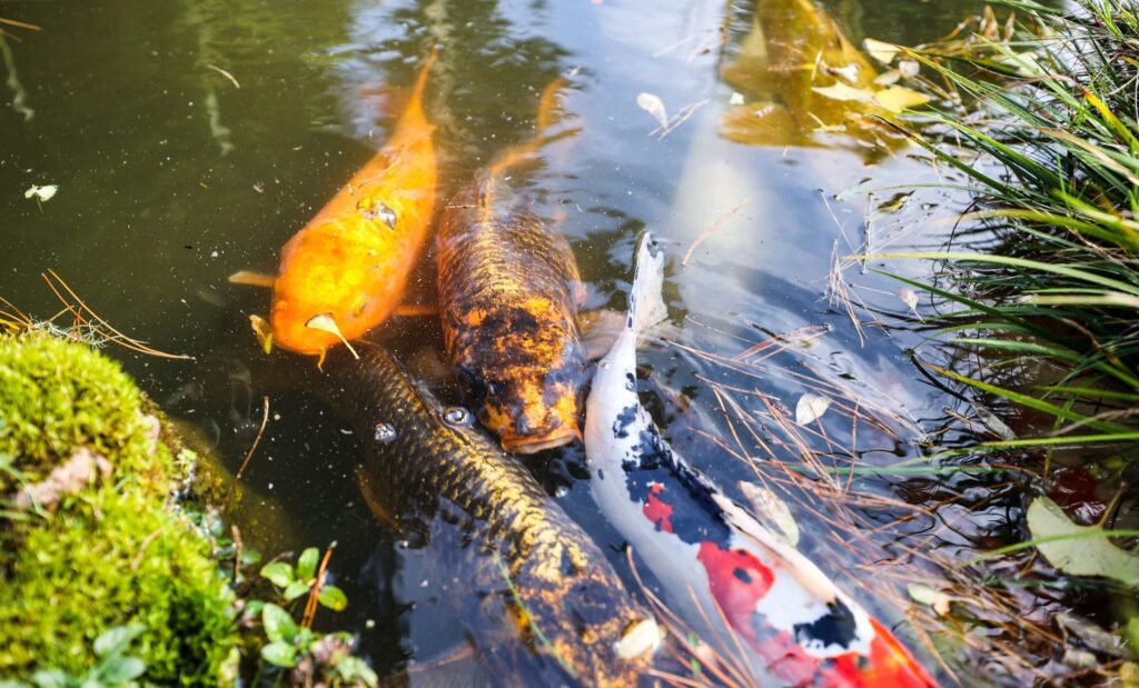 Pesti Koi, în Golden Gate Park din San Francisco