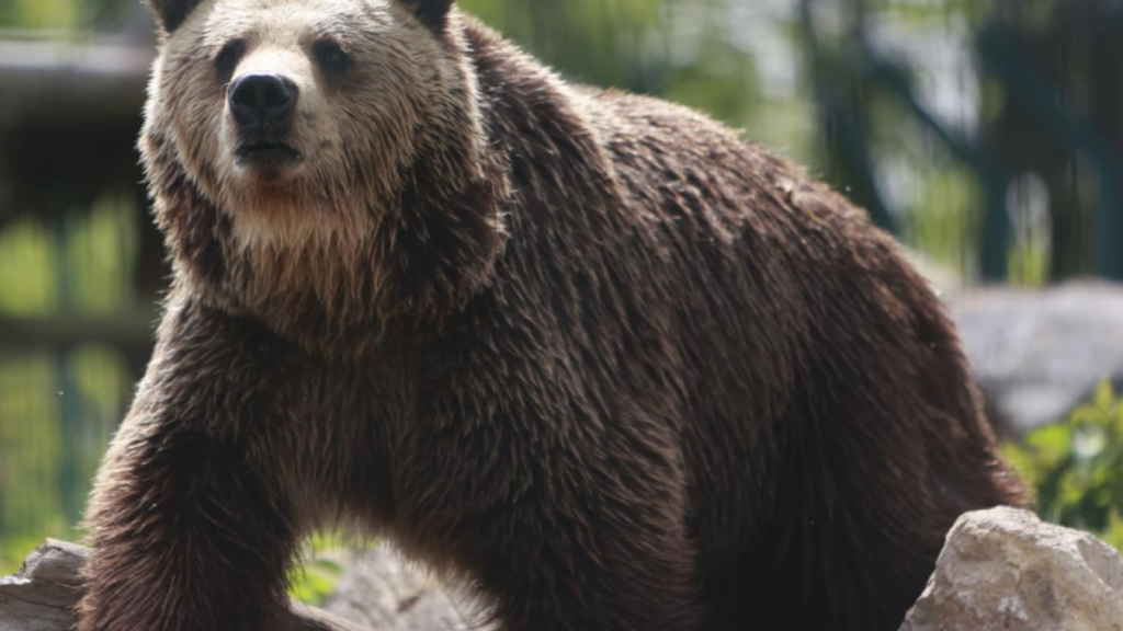 Moș Martin lovește din nou! Bărbat de 60 de ani, atacat de urs pe un câmp din Mureș Moș Martin lovește din nou! Bărbat de 60 de ani, atacat de urs pe un câmp din Mureș