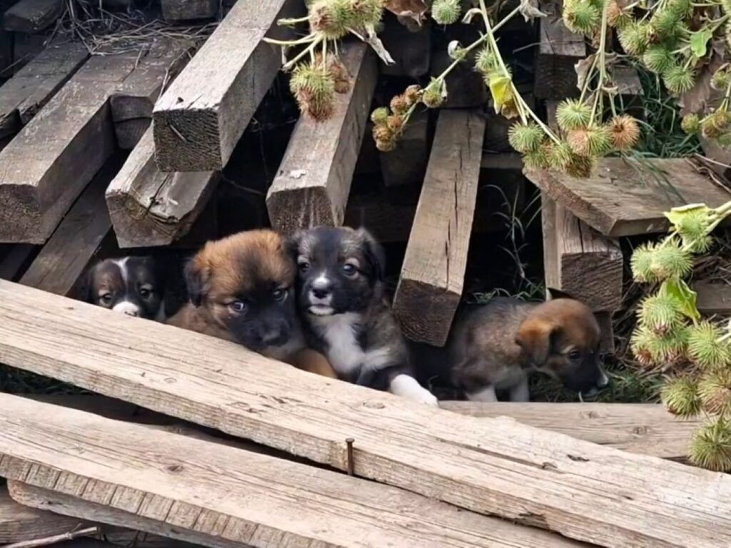 Măcelul mut al câinilor din Măgurele, Ilfov: „Poliția Animalelor, Protecția Animalelor te dau așa, de la unul la altul”