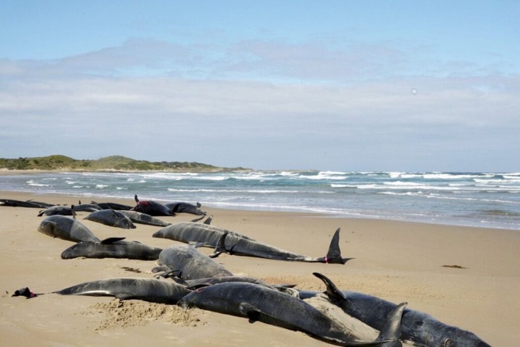 Peste 150 de balene ucigașe false au fost eutanasiate după o eșuare în masă pe o plajă izolată din Tasmania, Australia, februarie 2025