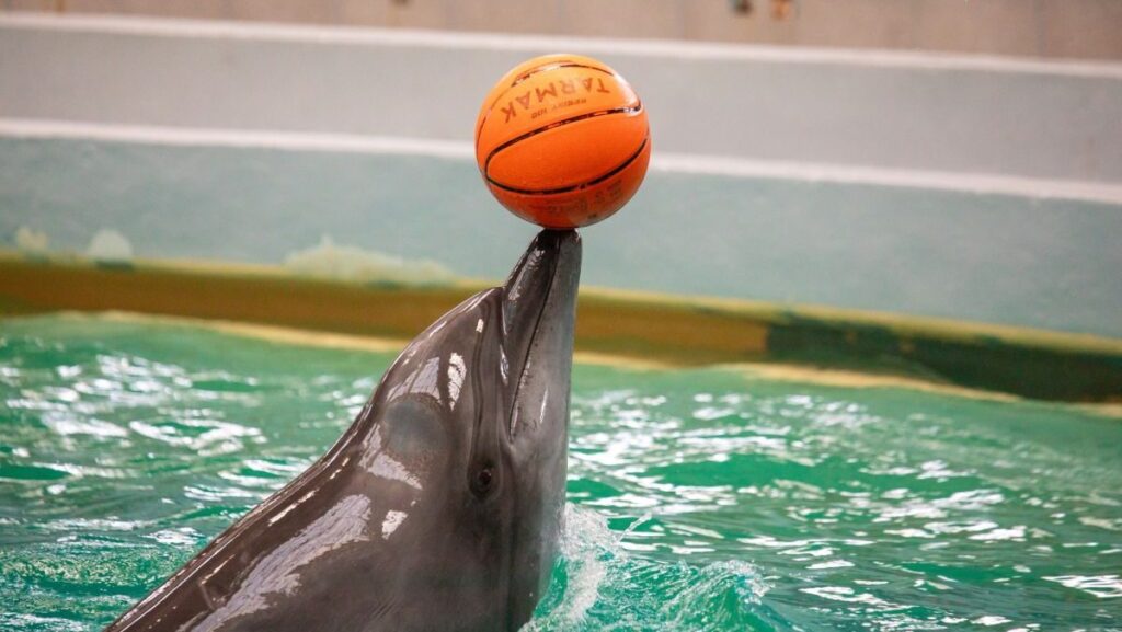 Un delfin este în apă și ține o minge portocalie de baschet în bot
