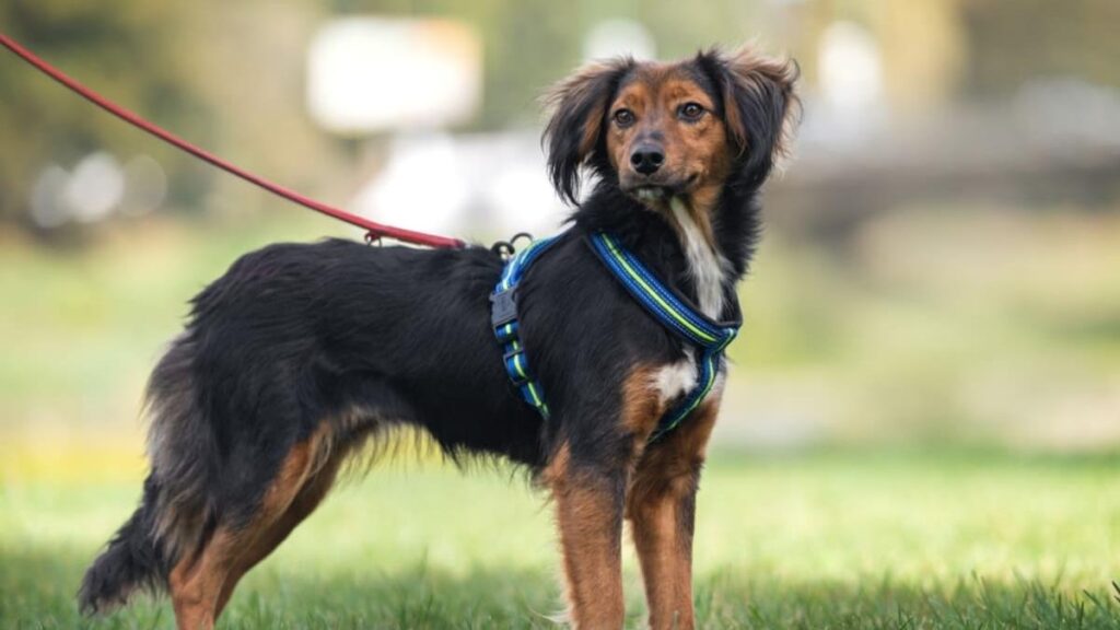 5 rase de câini ușor de dresat. Cum să-l transformi într-un tovarăș ascultător și fericit 5 rase de câini ușor de dresat. Cum să-l transformi într-un tovarăș ascultător și fericit