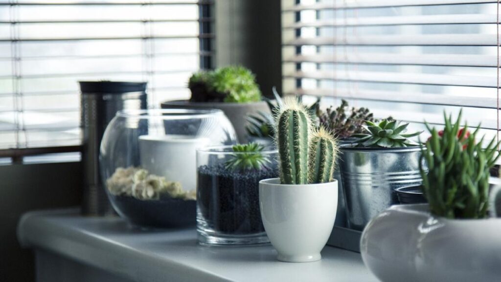 7 soluții simple de întreținere a plantelor de apartament în perioada toamnei 7 soluții simple de întreținere a plantelor de apartament în perioada toamnei