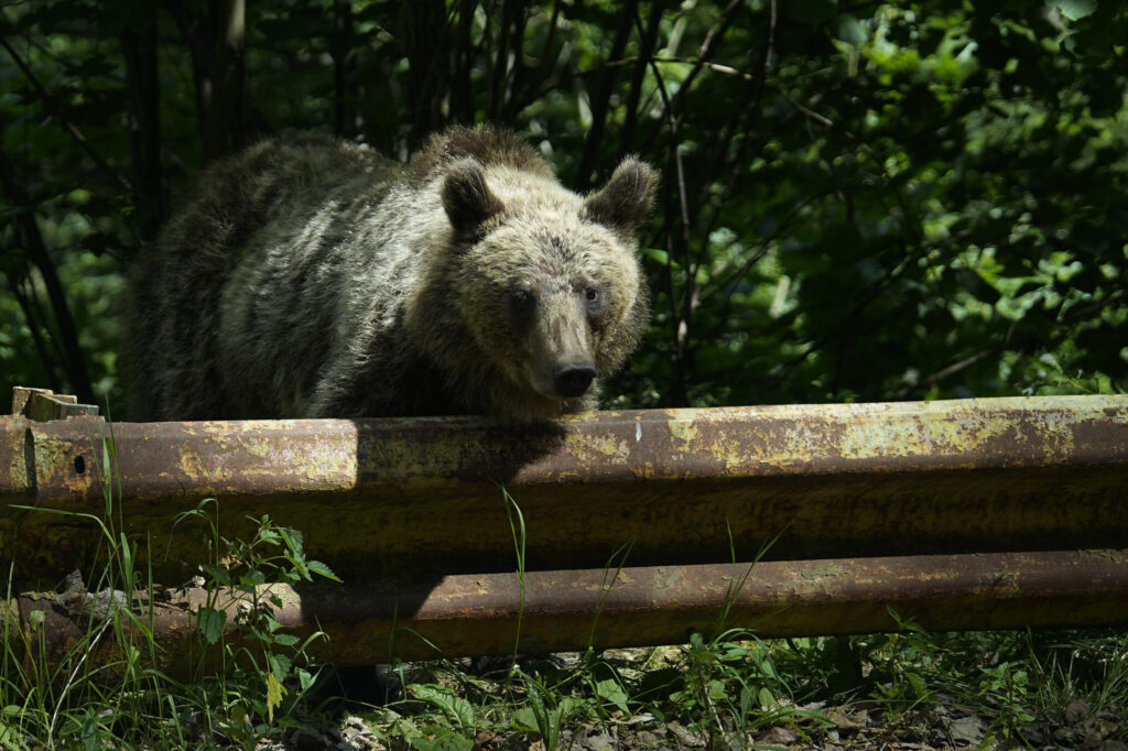 Autoritățile au emis mesaj RO-Alert