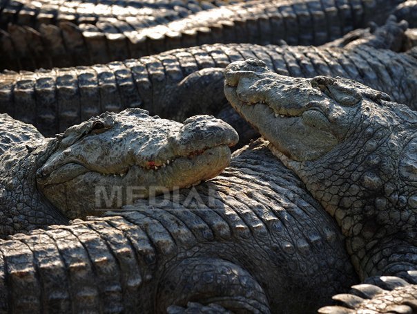 Autorităţile avertizează asupra crocodililor „strămutaţi” Uraganul Melissa: Autorităţile avertizează asupra crocodililor „strămutaţi”