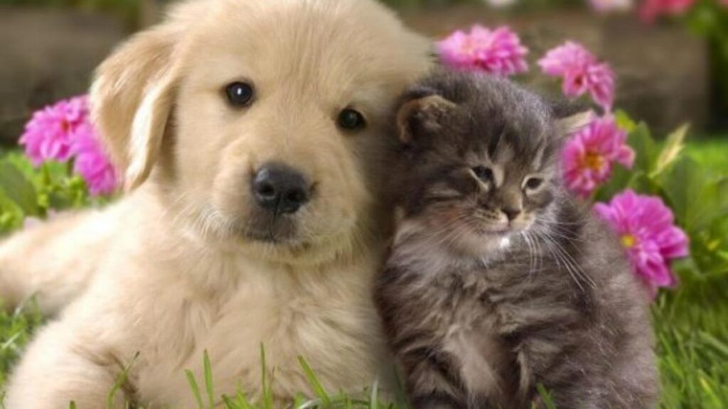 Avertismentul medicilor veterinari pentru persoanele care au câini și pisici acasă Avertismentul medicilor veterinari pentru persoanele care au câini și pisici acasă