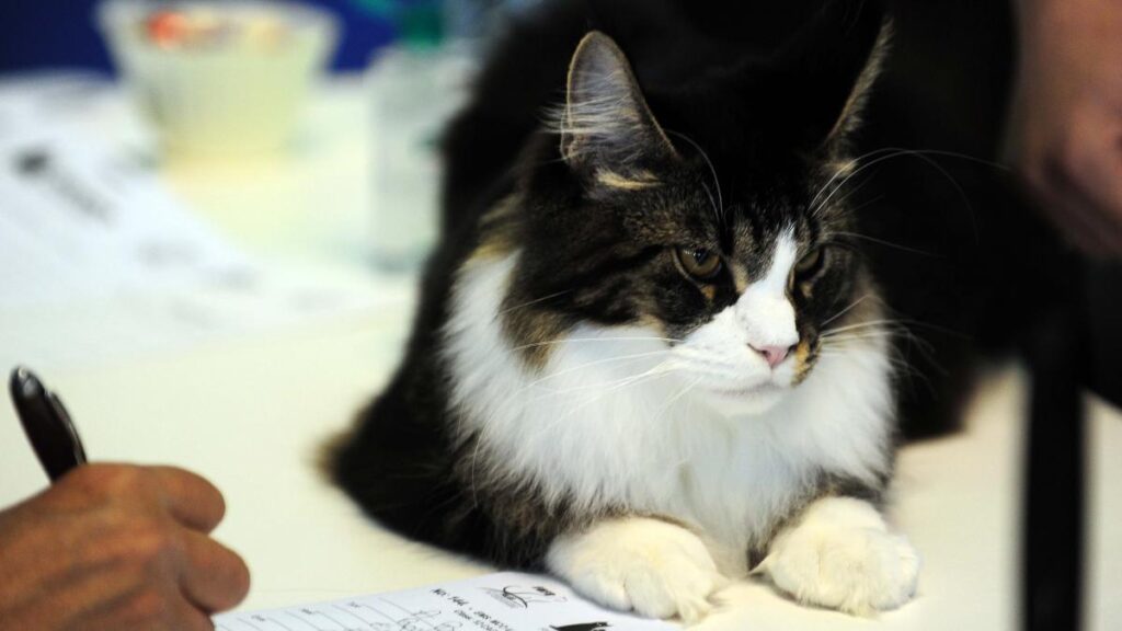București, capitala mondială a pisicilor de rasă! FIFe World Winner Show 2025 aduce peste 700 de feline din 36 de țări la Romexpo București, capitala mondială a pisicilor de rasă! FIFe World Winner Show 2025 aduce peste 700 de feline din 36 de țări la Romexpo