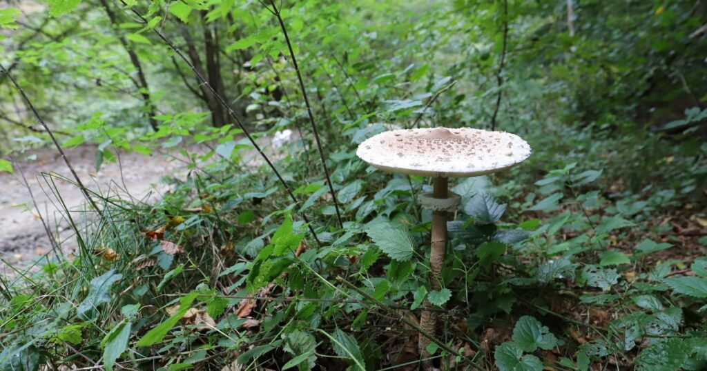 Buretele șerpesc, podoaba pajiștilor din România. Secretele ciupercii sălbatice, văzută ca „alternativă ideală la carne”
