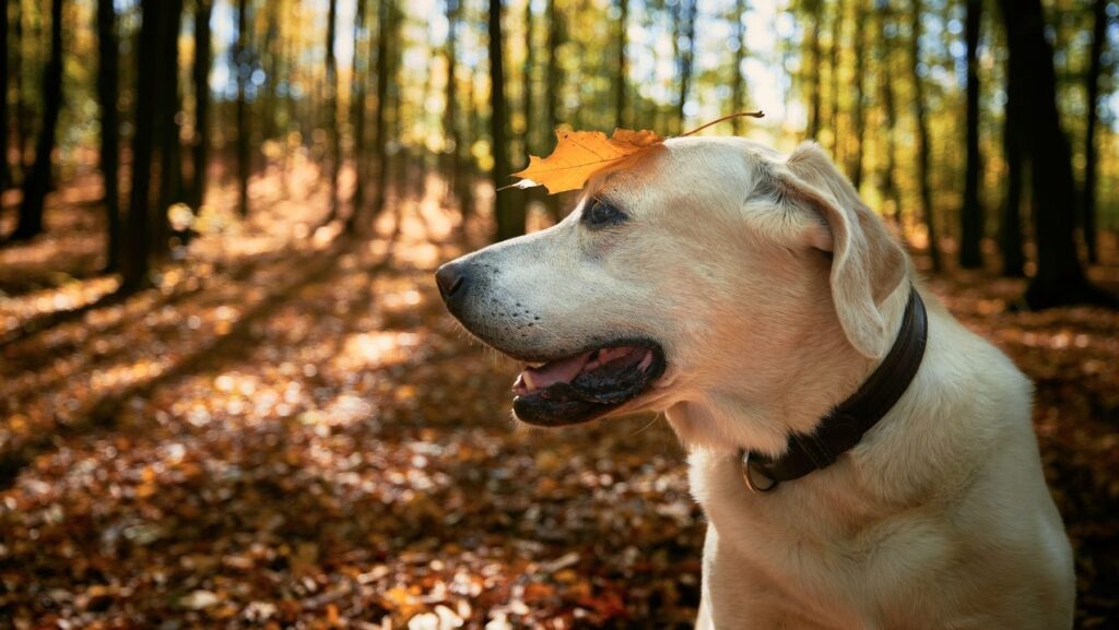 Imagine cu un câine care are o frunză pe cap și care se află într-o pădure