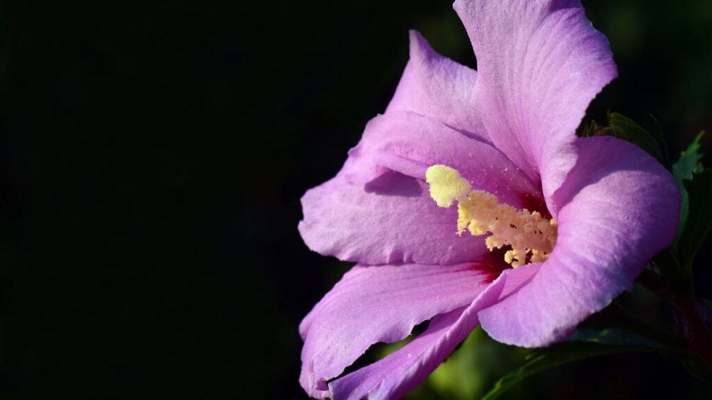 Cum pregătești planta de hibiscus pentru iarnă. Ajut-o să înflorească anul viitor Cum pregătești planta de hibiscus pentru iarnă. Ajut-o să înflorească anul viitor