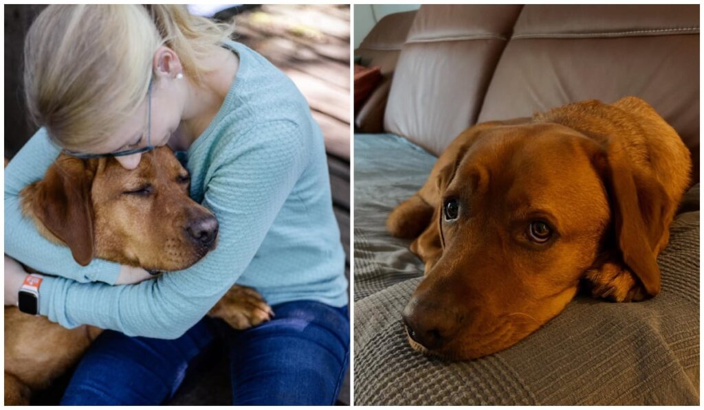 O femeie blondă care ține un labrador în brațe (stânga). Labradorul care stă pe canapea cu capul jos (dreapta)