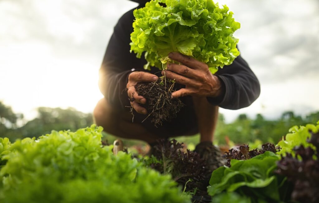 Imaginea surprinde un fermier care ține în mâini, cu rădăcinile încă pline de pământ, o căpățână proaspăt recoltată de salată verde, de culoare verde deschis. Acesta este așezat în mijlocul unui câmp cu diverse tipuri de salată, în timp ce lumina puternică a soarelui de pe cerul înnorat luminează scena din spate.
