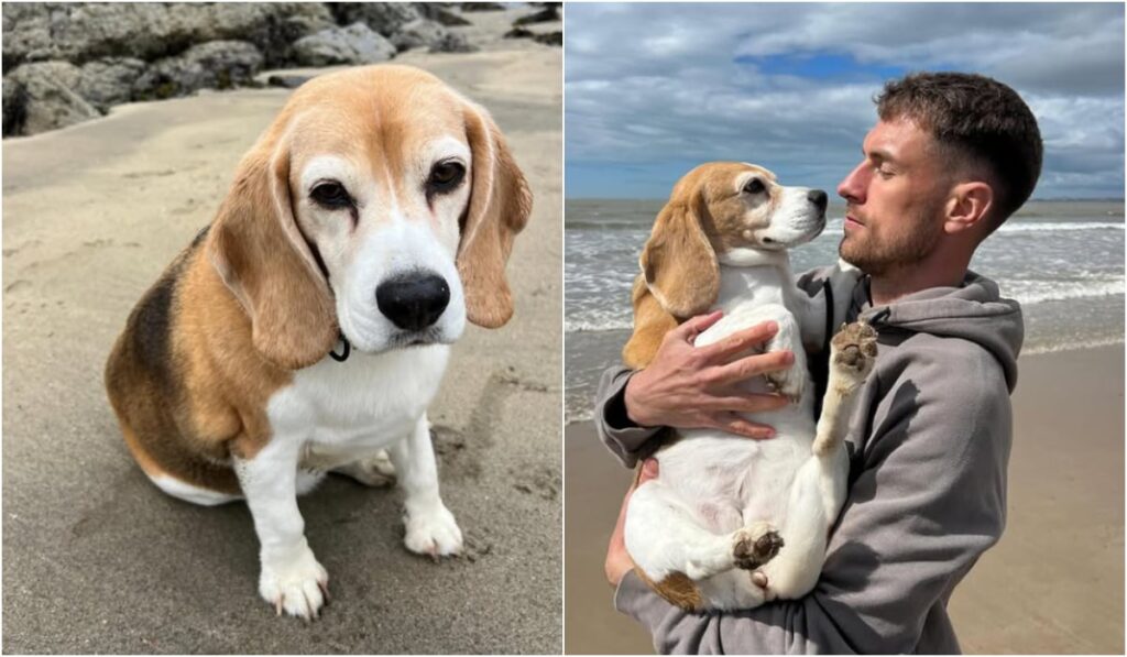 Fotbalistul Aaron Ramsey oferă 20.000 de dolari pentru a-și găsi cățelușa dispărută: „Ne vrem fata înapoi” Colajul prezintă un câine din rasa Beagle pe o plajă, prima imagine fiind un portret al acestuia, iar a doua surprinzând interacțiunea dintre câine și un bărbat. Bărbatul ține câinele în brațe și se uită la el cu afecțiune, amândoi fiind așezați pe o plajă cu nisip, având marea și cerul noros în fundal.