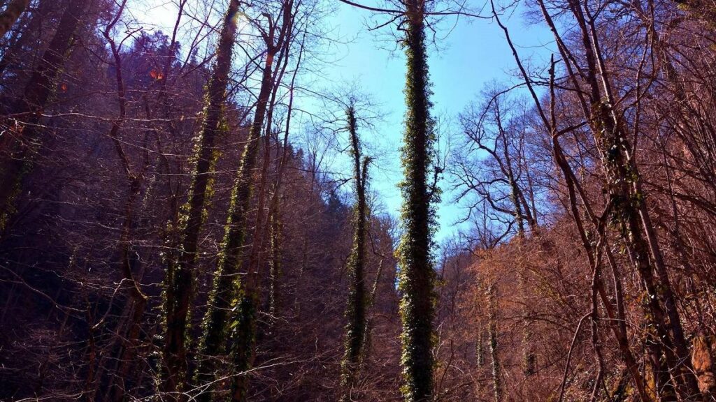 În România mor anual 150.000 de hectare de pădure În România mor anual 150.000 de hectare de pădure