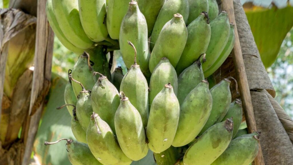 Rusia se pregăteşte să cultive banane şi alte fructe tropicale