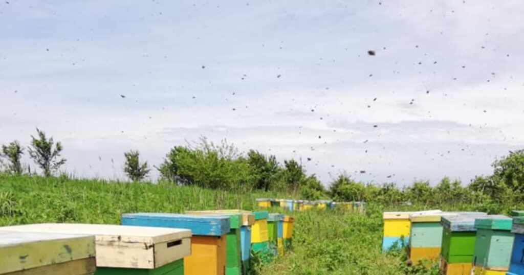 Uniunea Europeană inițiază acțiuni legale împotriva României din cauza folosirii de insecticide periculoase pentru albine