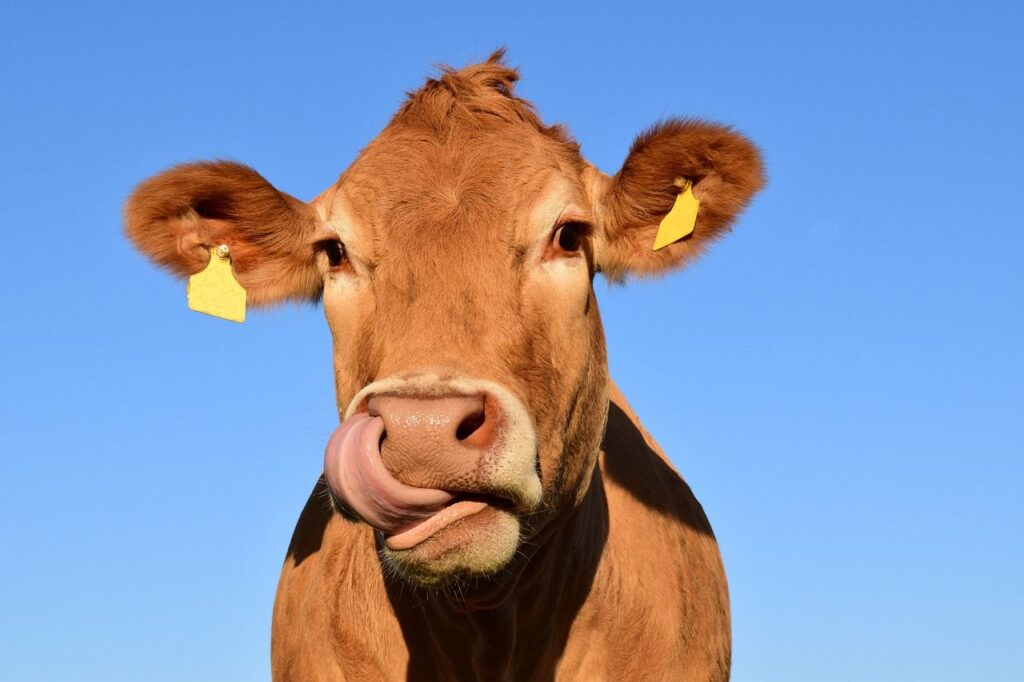 Vacile au o contribuție majoră la încălzirea globală. Cercetătorii au găsit o soluție inovatoare Vacile au o contribuție majoră la încălzirea globală. Cercetătorii au găsit o soluție inovatoare