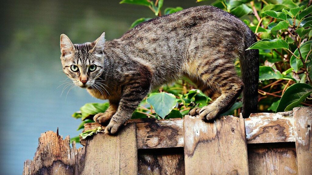 un milion de feline pentru un milion de locuitori