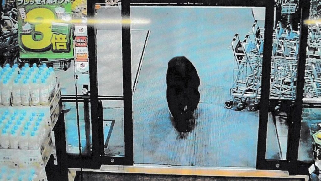 Un urs a fost surprins de camerele de supraveghere când intră într-un supermarket, în dreapta se văd cărucioare de cumpărături, iar în stânga baxuri de apă, în Japonia, 7 octombrie 2025