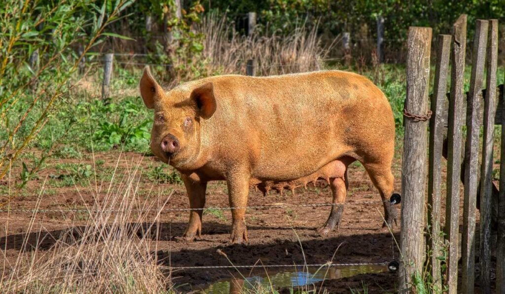 Purcelușă aflată într-o fermă