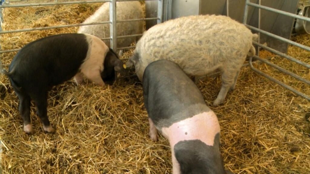 Crește sprijinul financiar pentru crescătorii de porci din rasele Bazna și Mangalița Crește sprijinul financiar pentru crescătorii de porci din rasele Bazna și Mangalița
