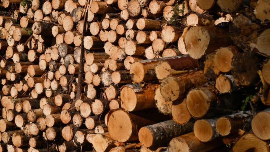 Regulamentul UE „produse fără defrișări”, amânat până la sfârșitul anului 2026 