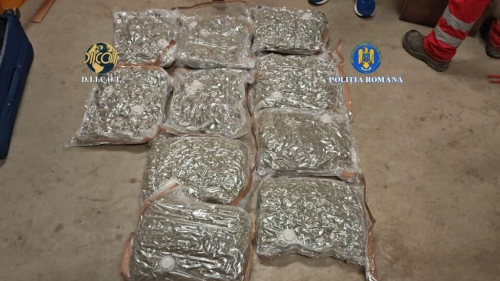 Captură record de droguri în Capitală: patru suspecți, prinși cu canabis adus din Spania
