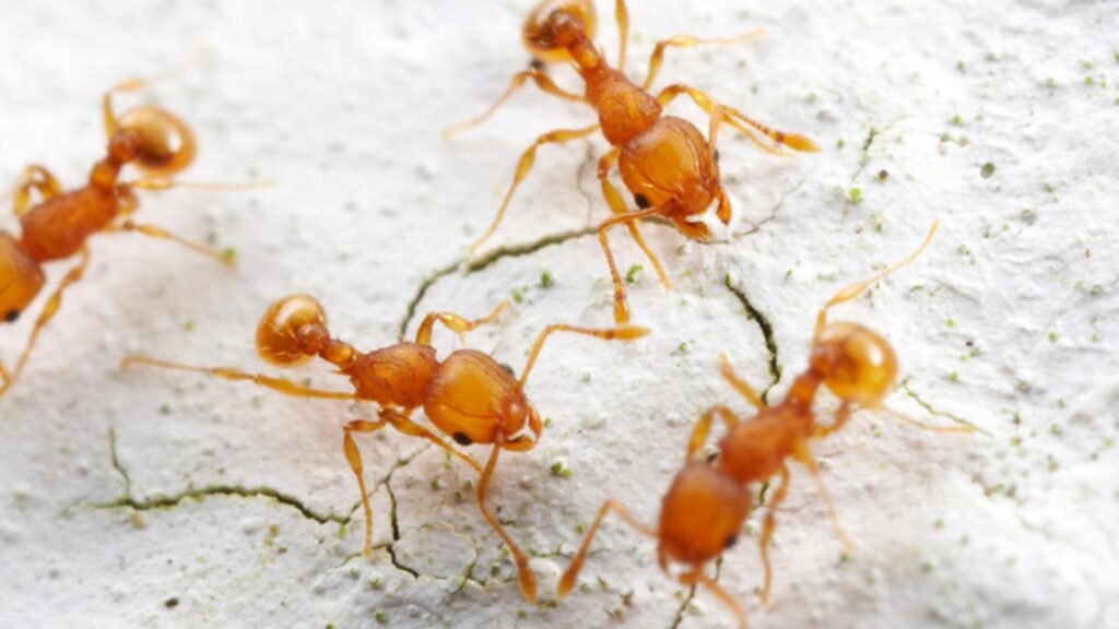 Furnicile de foc. Foto: Profimedia