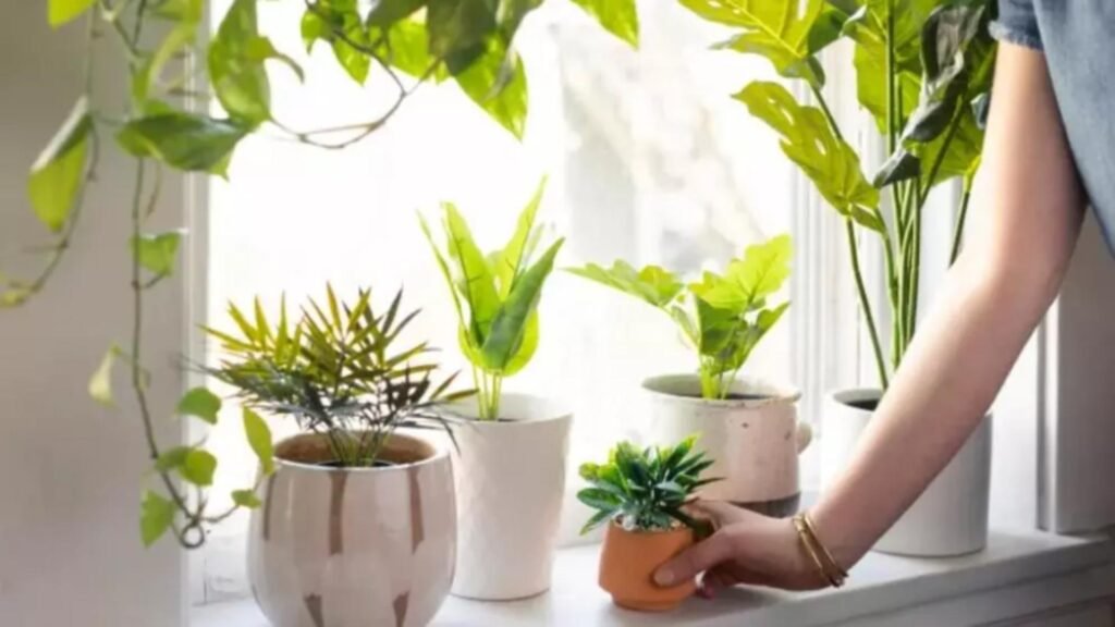 Plante care atrag energia pozitivă și aduc prosperitate în casă, conform principiilor Feng Shui