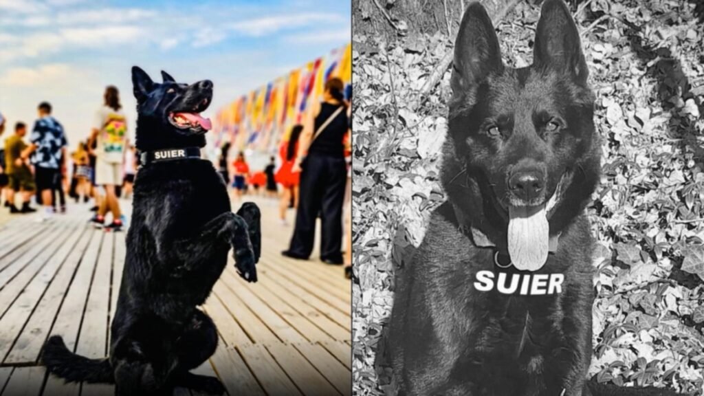 Șuier, câinele-simbol al luptei antidrog, a murit. FOTO: Facebook