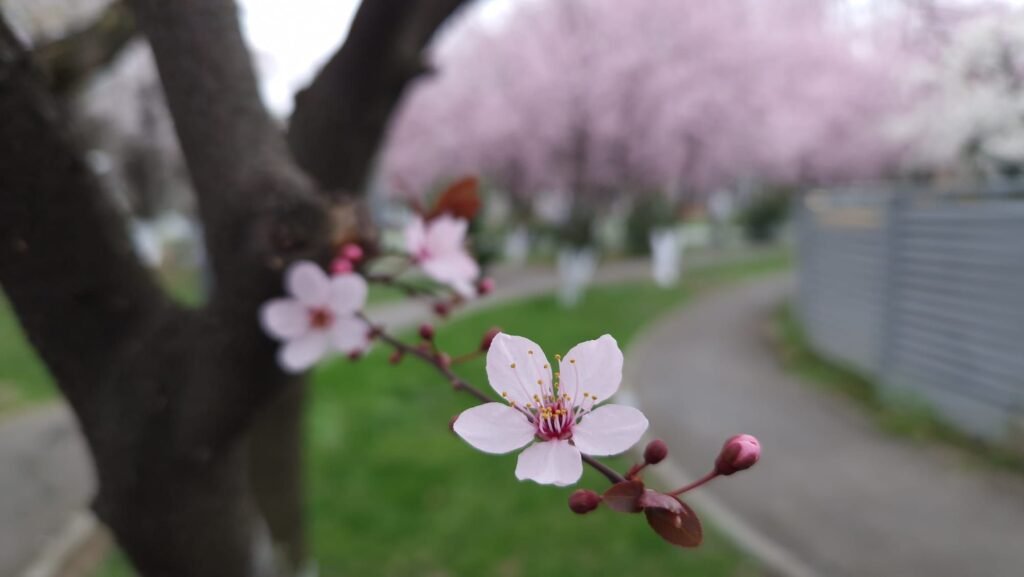 Cum va fi vremea în martie. Meteorologii anunță surprizele primei luni de primăvară Cum va fi vremea în martie. Meteorologii anunță surprizele primei luni de primăvară
