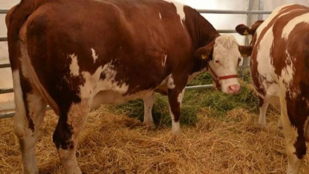 Noi reguli pentru subvenția la pășunatul bovinelor. Plățile depind de relief și perioada de pășunat