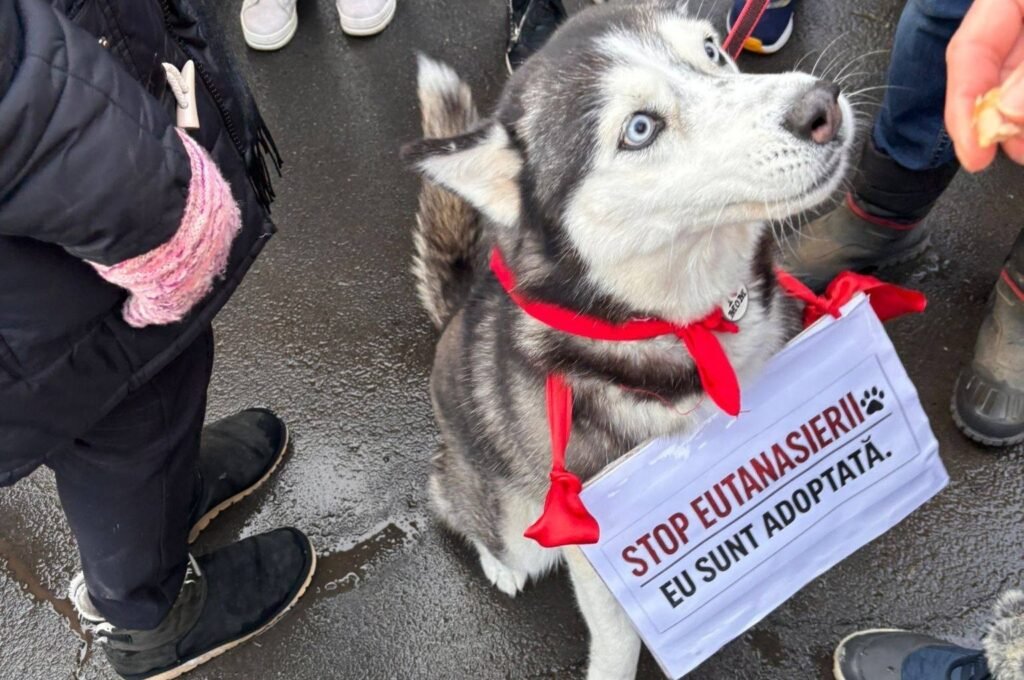 Proteste în București și în mai multe orașe după ororile dintr-un adăpost de câini: Sterilizare, NU eutanasiere! (Foto&Video)