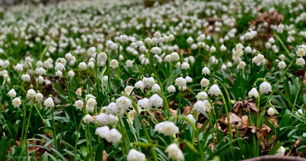 Locul legendar de lângă Sarmizegetusa Regia, faimos pentru covoarele de ghiocei sălbatici din luna martie
