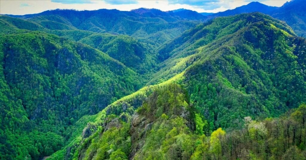 Romsilva se reorganizează. Dispar direcțiile județene, se înființează cele regionale