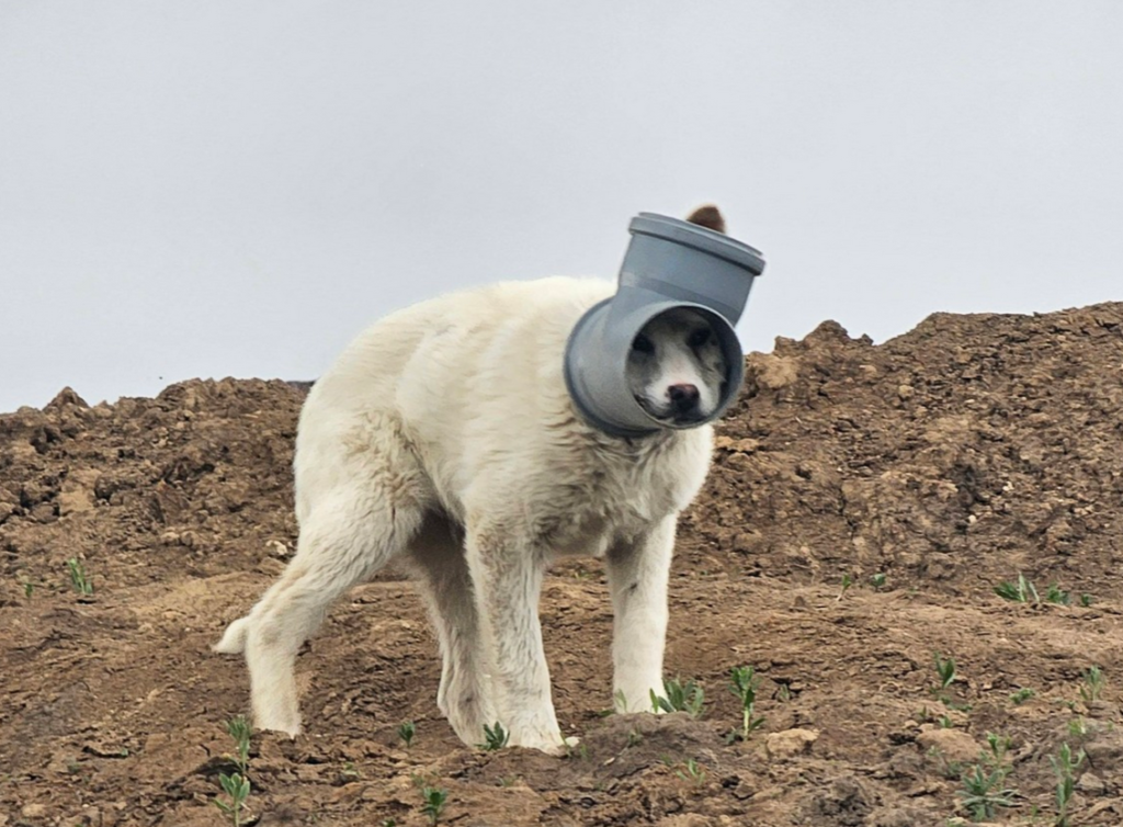 Câine cu capul blocat într-o țeavă, de zile întregi în Ilfov. Apel urgent al Protecției Animalelor