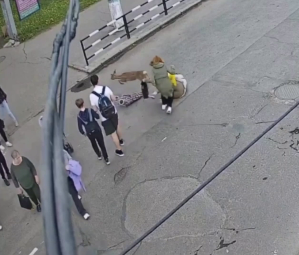 Accident bizar în Ucraina. O femeie a fost lovită de o căprioară în timp ce trecea pe zebră Accident bizar în Ucraina. O femeie a fost lovită de o căprioară în timp ce trecea pe zebră
