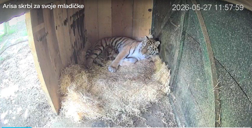 Trei pui de tigru siberian, specie pe cale de dispariție, s-au născut la Grădina Zoologică din Ljubljana Trei pui de tigru siberian, specie pe cale de dispariție, s-au născut la Grădina Zoologică din Ljubljana