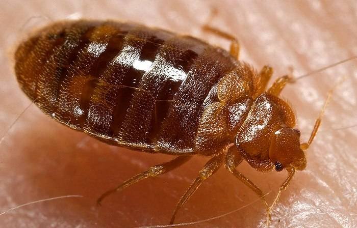 Cum arată mușcătura de ploșniță și ce poți face dacă găsești insecta în casă. Semnele care nu trebuie ignorate Cum să identifici mușcătura de ploșniță și soluții eficiente pentru a scăpa de insecte în casă