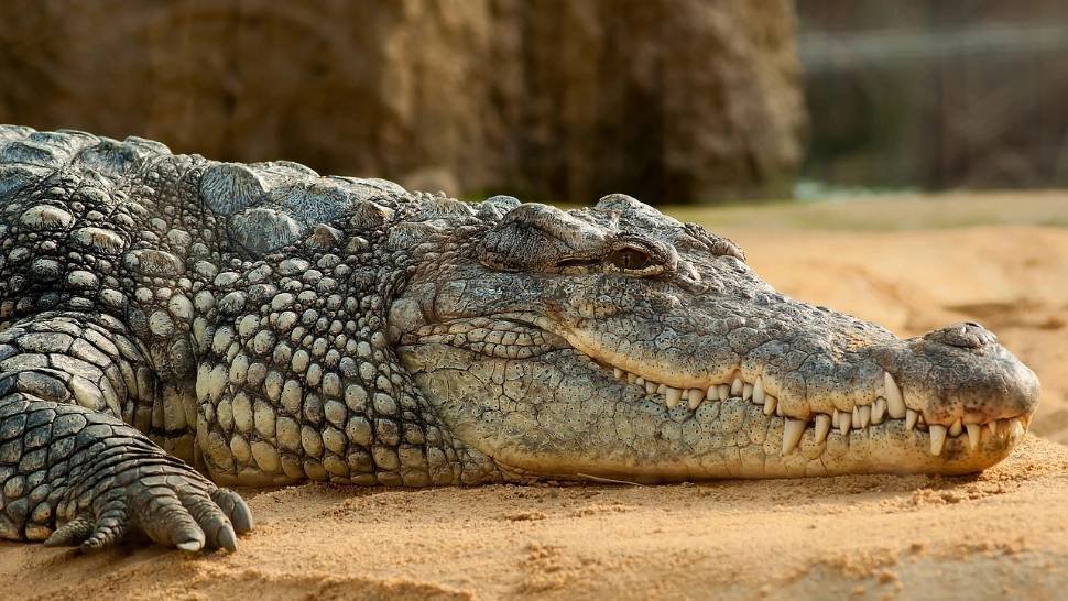 Crocodilii din jurul închisorilor: o măsură radicală împotriva evadărilor "Crocodilii: Soluția Extremă pentru Securitatea Închisorilor și Prevenirea Evadărilor"