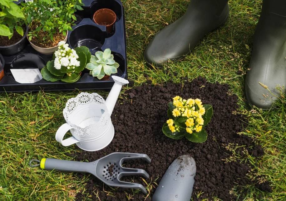 Florile ideale de plantat în septembrie pentru o grădină plină de culoare și miresme primăvara "Florile Ideale de Plantat în Septembrie pentru O Grădină Plină de Culoare și Aromă Primăvara"
