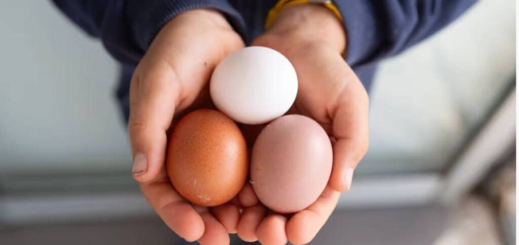 Focar masiv de Salmonella în Marea Britanie: un mort și peste 200 de îmbolnăviri din cauza ouălor importate "Salmonella Outbreak in the UK: One Dead and Over 200 Sick from Imported Eggs"
