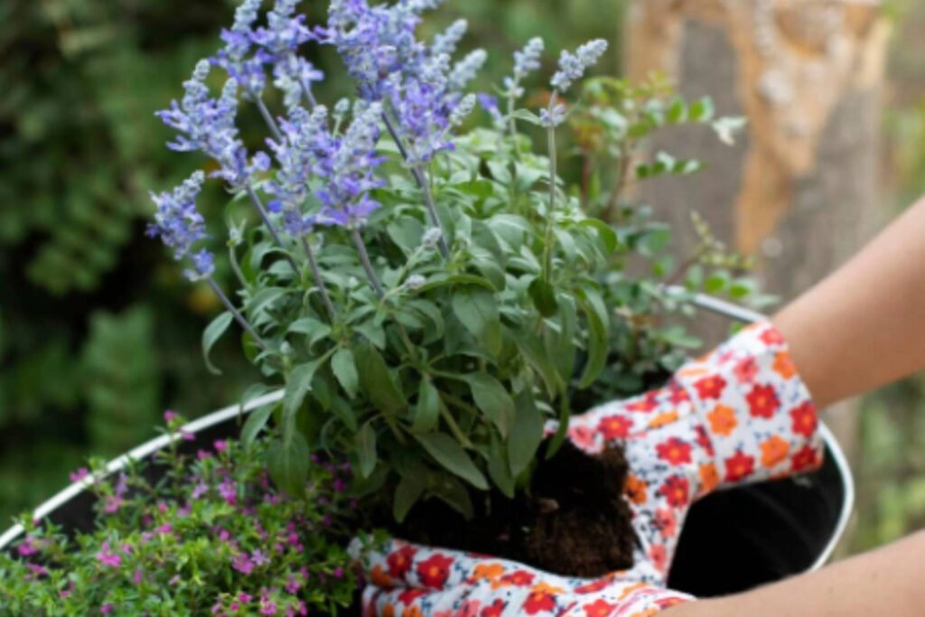 Ce să pui toamna la rădăcina florilor ca să reziste peste iarnă și să înflorească spectaculos la primăvară Ce să pui toamna la rădăcina florilor ca să reziste peste iarnă și să înflorească spectaculos la primăvară
